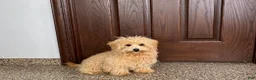 Maltipoo dogs for sale: Cutie  - Ad 7