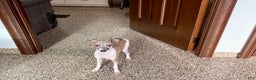 Italian Greyhound dogs for sale: Italian Greyhound Puppy 2 - Ad 8
