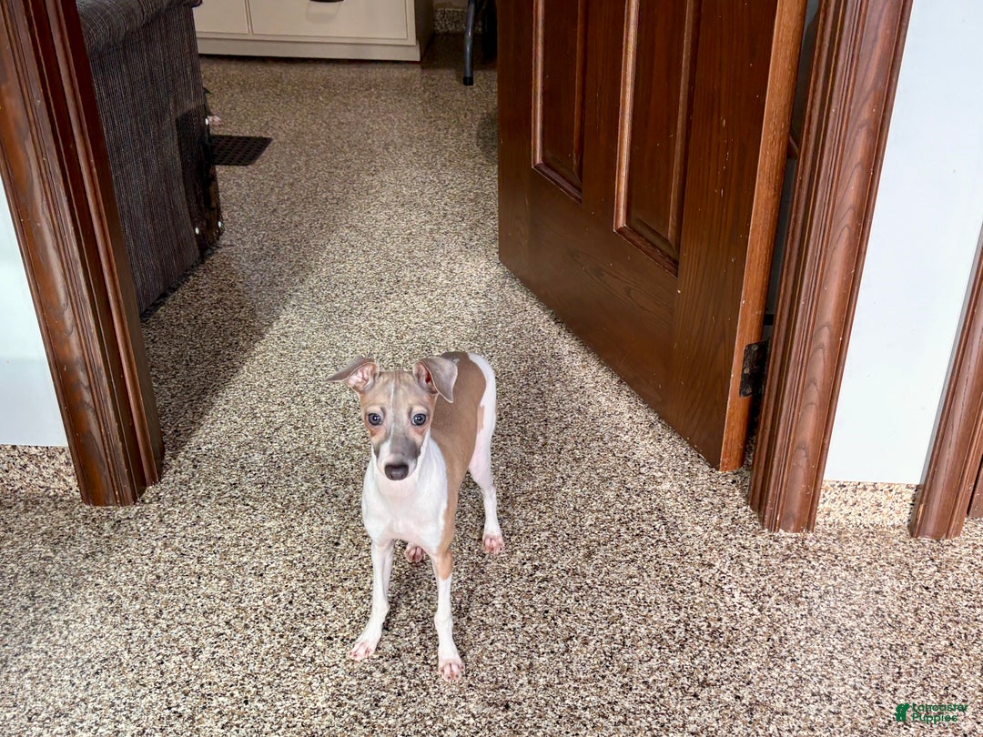 Italian Greyhound dogs for sale: Italian Greyhound Puppy 2 - Ad 8