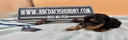 Miniature Dachshund dogs for sale: Ch bred AKC Russian  - Ad 5