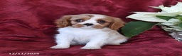 Cavalier King Charles Spaniel dogs for sale: Ace - Ad 2
