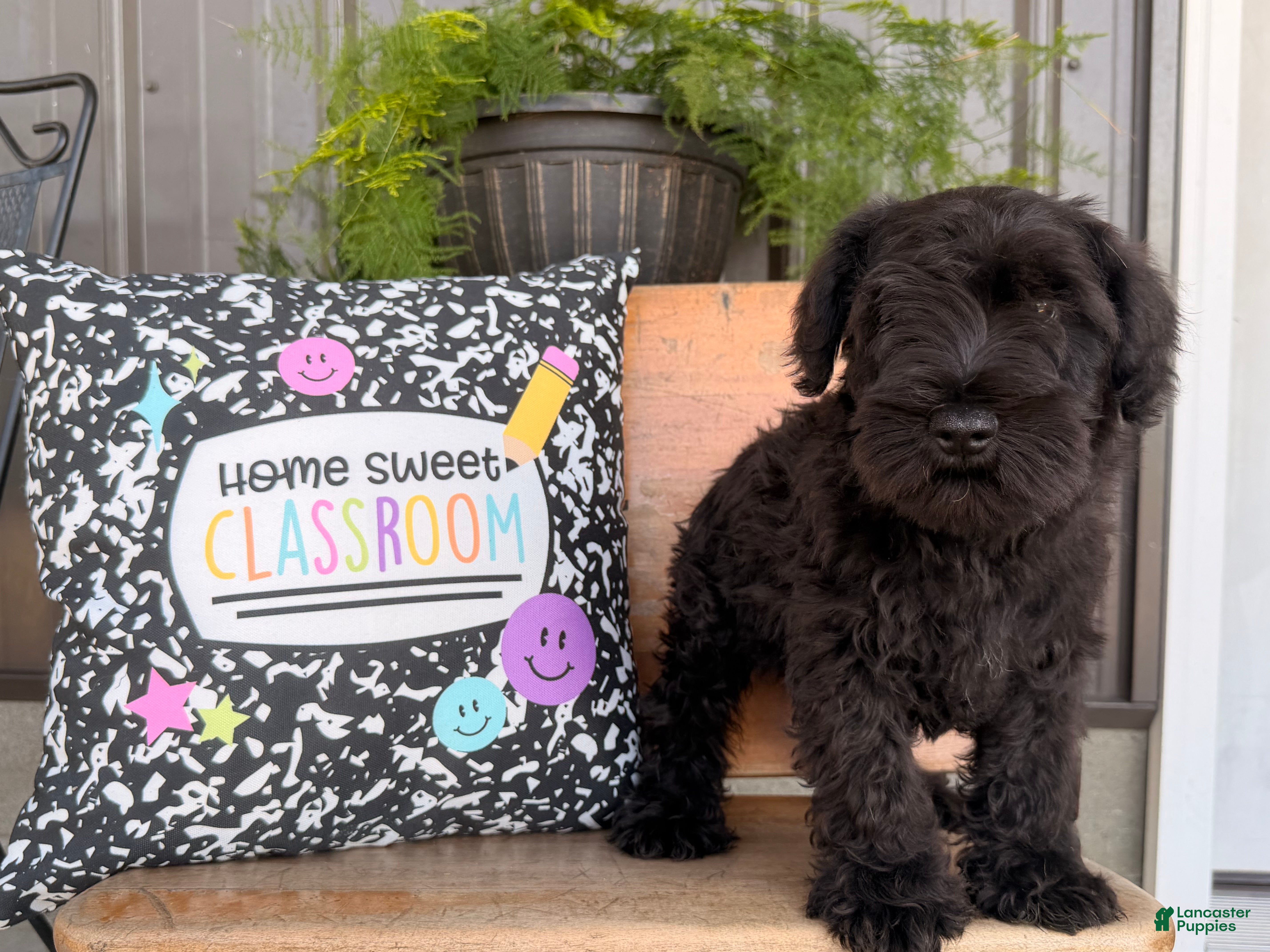 Miniature Schnauzer dogs Ryan Miniature Schnauzer  - Ad 1