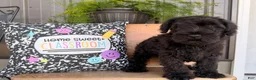 Miniature Schnauzer dogs for sale: Ryan Miniature Schnauzer  - Ad 1