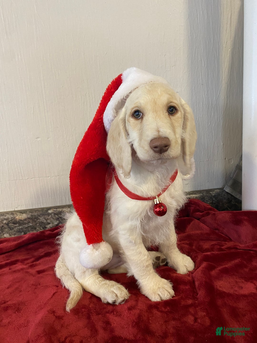 Labradoodle dogs for sale: Snowflake - Ad 2