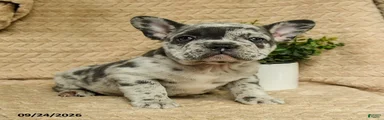 Astro