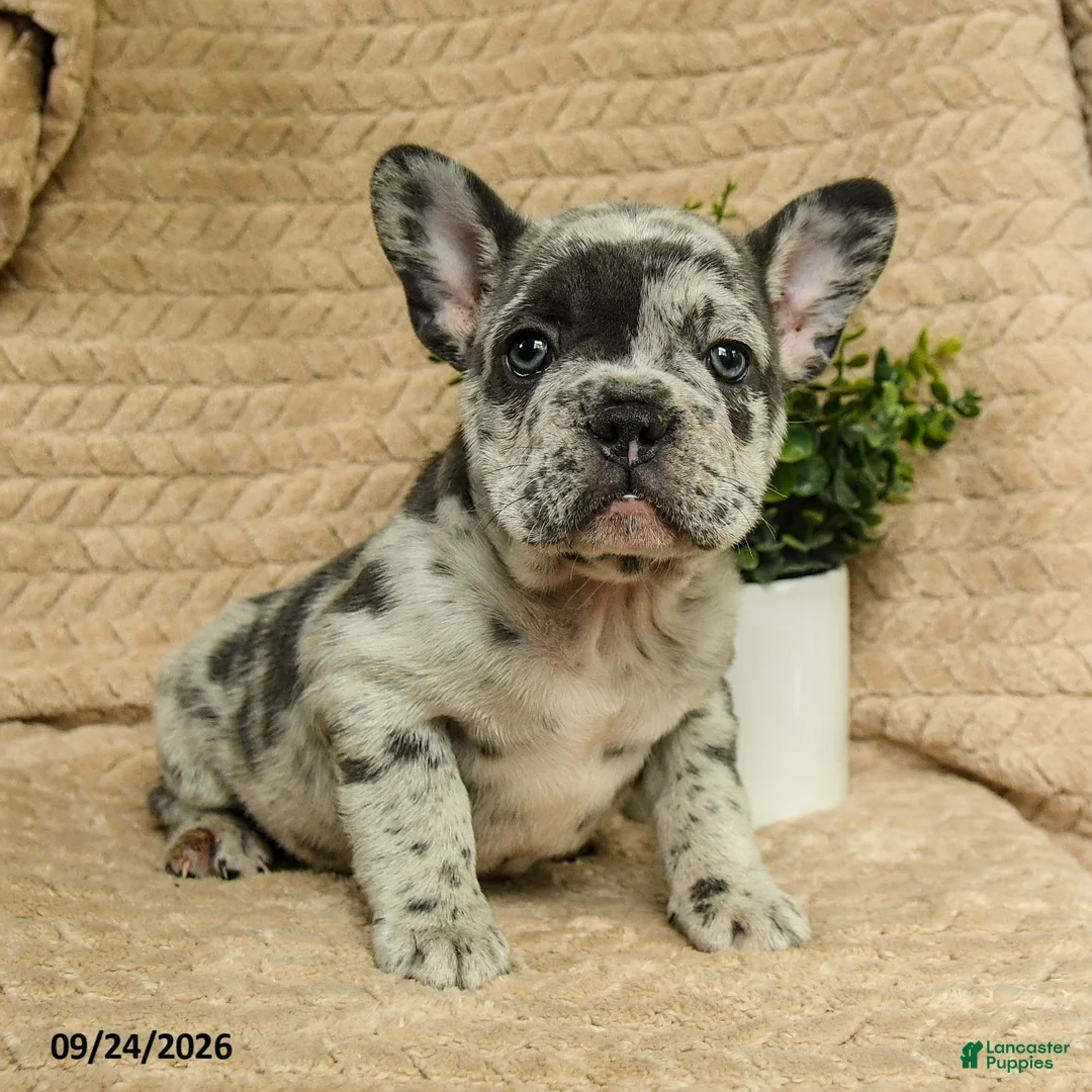 French Bulldog dogs for sale: Astro - Ad 1