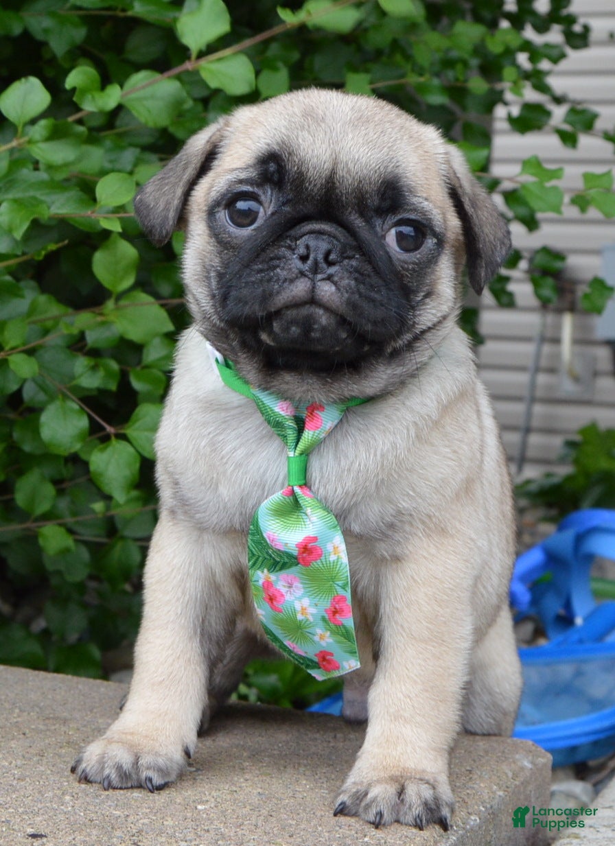 Pug dogs Paxton - Ad 1
