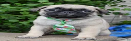 Pug dogs for sale: Paxton - Ad 1