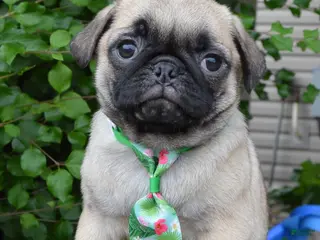 Pug dogs for sale: Paxton - Ad 2