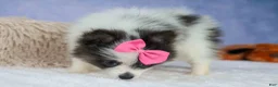 Pomeranian dogs for sale: Estella🎀 - Ad 14