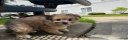 Mixed Breed dogs for sale: K'adore - Ad 8