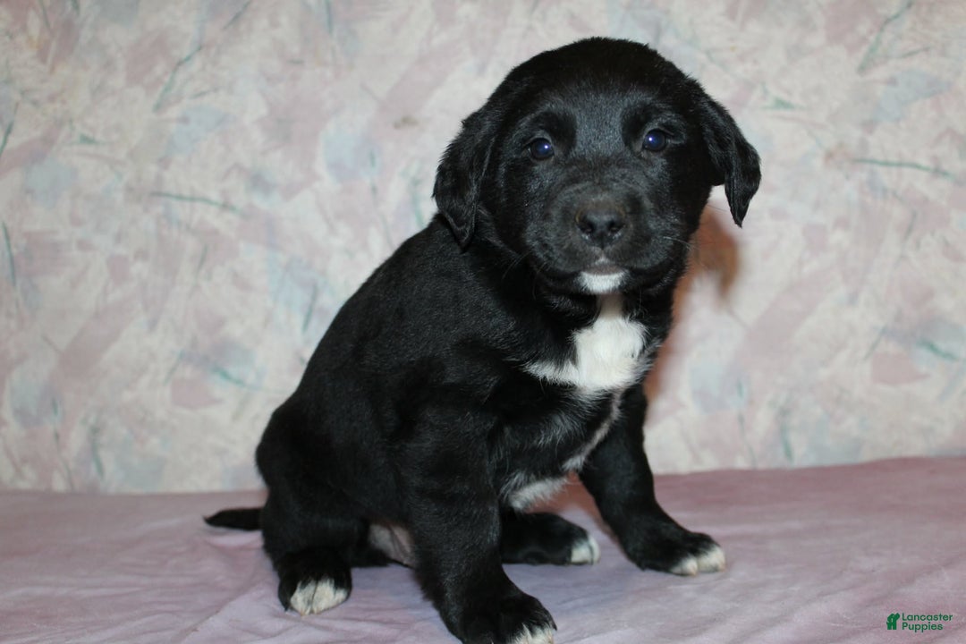 Goldador dogs for sale: Nova - Ad 5