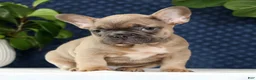 French Bulldog dogs for sale: Hunter - Ad 3