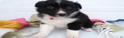 Border Collie dogs for sale: Border Collie Puppy 4 Scarlet - Ad 3