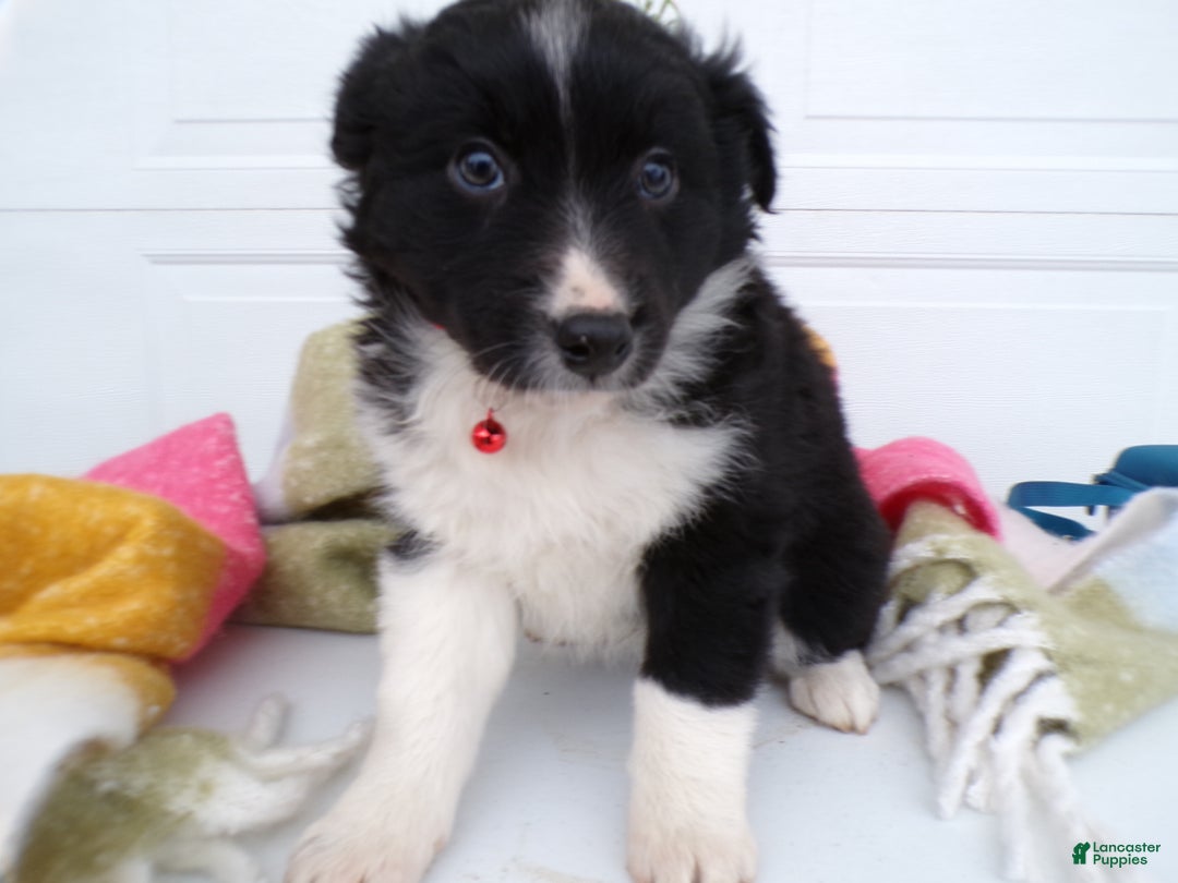 Border Collie dogs for sale: Border Collie Puppy 4 Scarlet - Ad 3