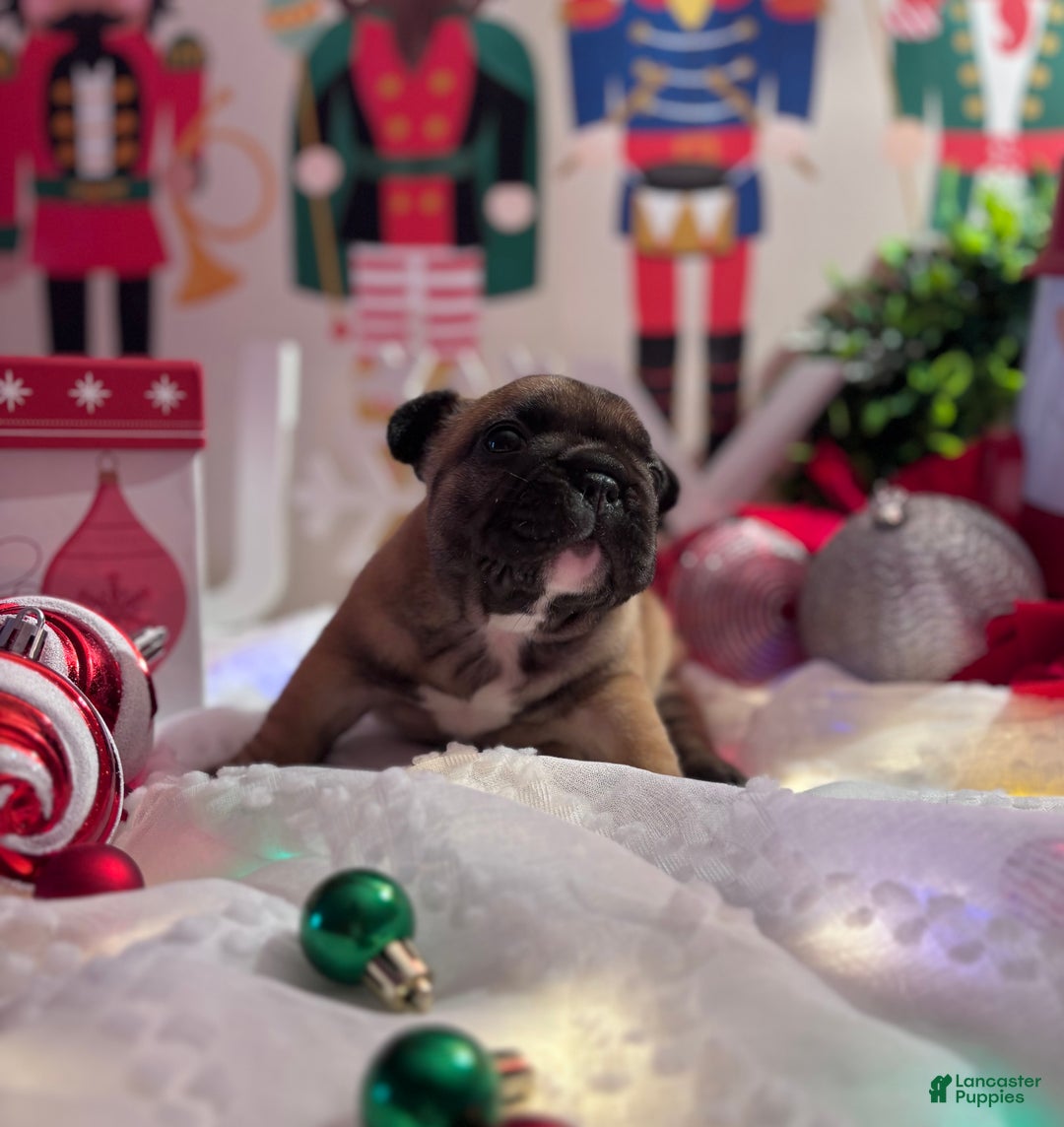 French Bulldog dogs for sale: French Bulldog Puppy 2 - Ad 9