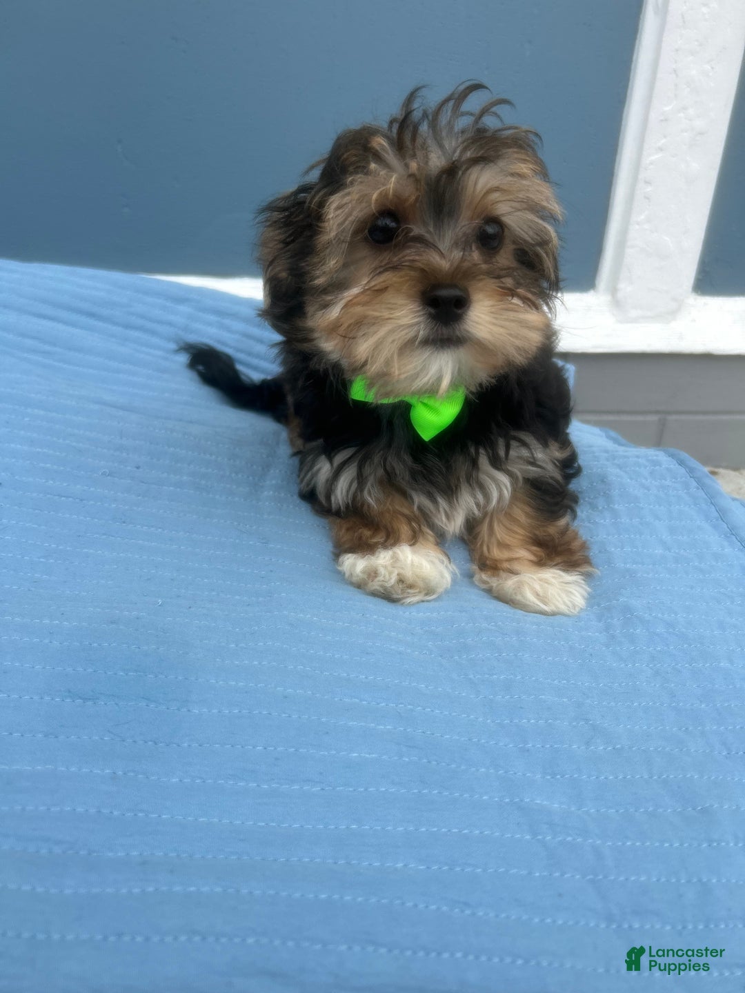 Morkie Puppies for sale in Massachusetts Lancaster Puppies