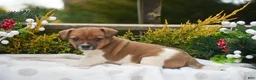 Jack Russell Terrier dogs for sale: Pearl - Ad 1