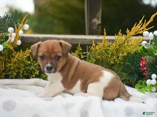 Jack Russell Terrier dogs Pearl - Ad 2