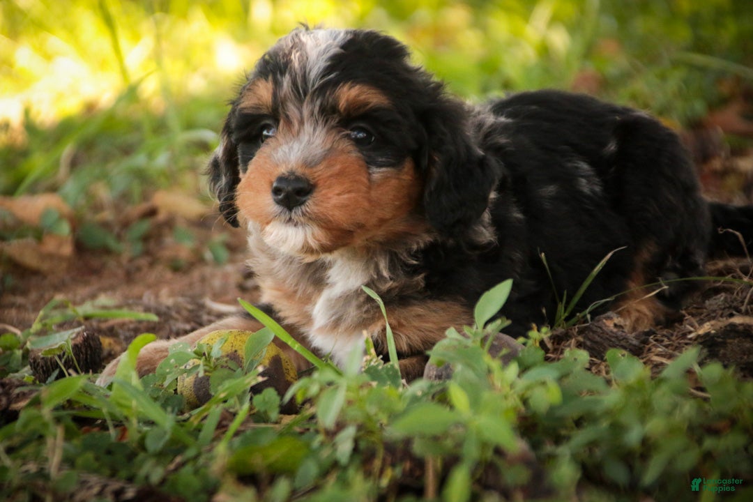 Mini Bernedoodle dogs Maple F1 Mini Bernedoodle  - Ad 2