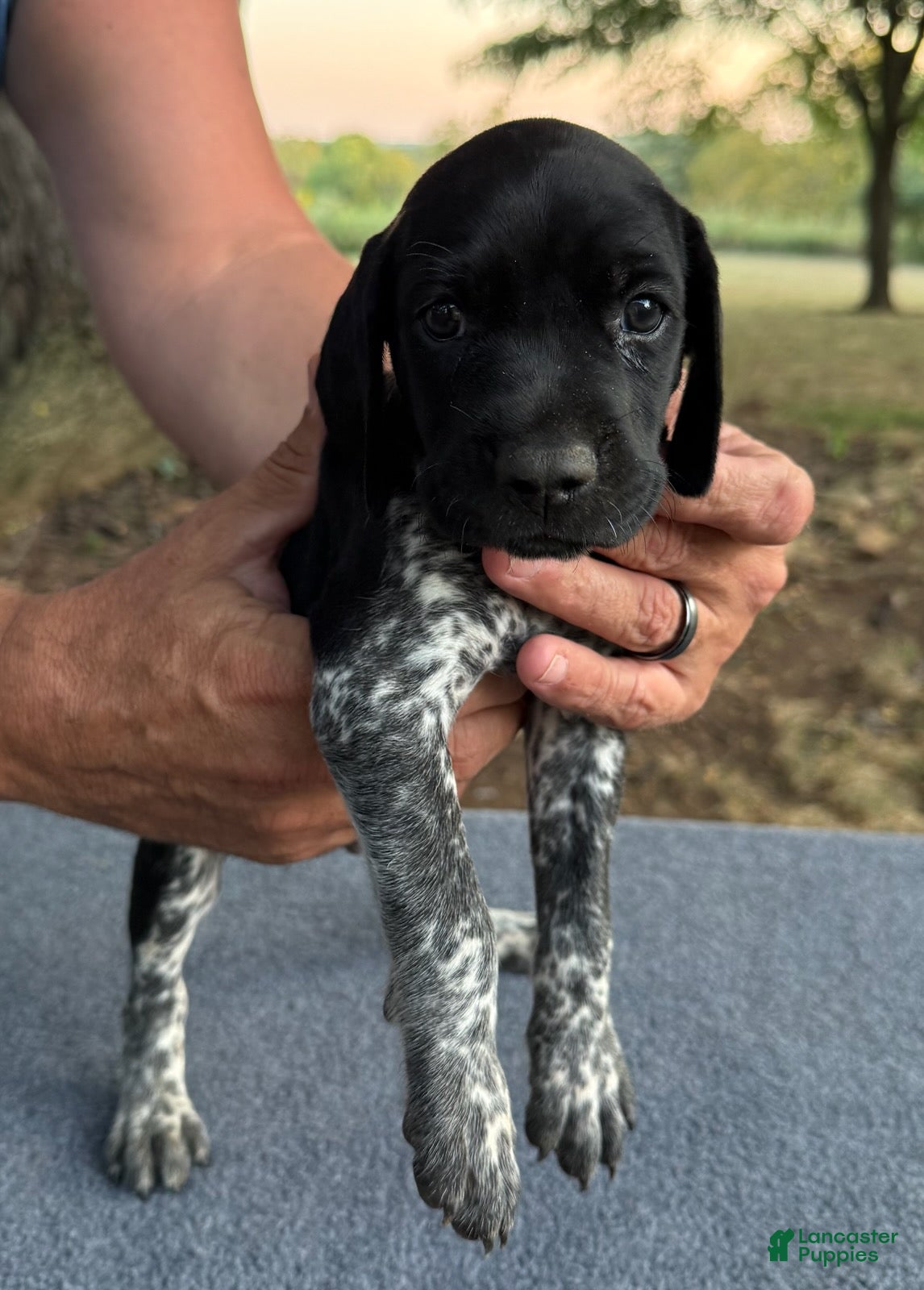 German Shorthaired Pointer dogs Boy 3 - Ad 1