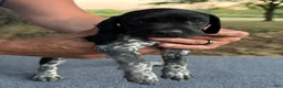 German Shorthaired Pointer dogs for sale: Boy 3 - Ad 1