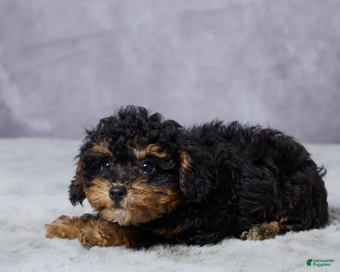 Miniature Poodle dogs for sale: Timmy - Ad 2