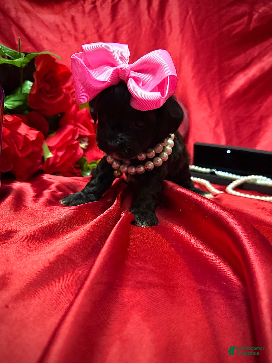 Yorkiepoo dogs for sale: Raisinette  - Ad 11