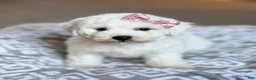 Bichon Frise dogs for sale: Lacey - Ad 5