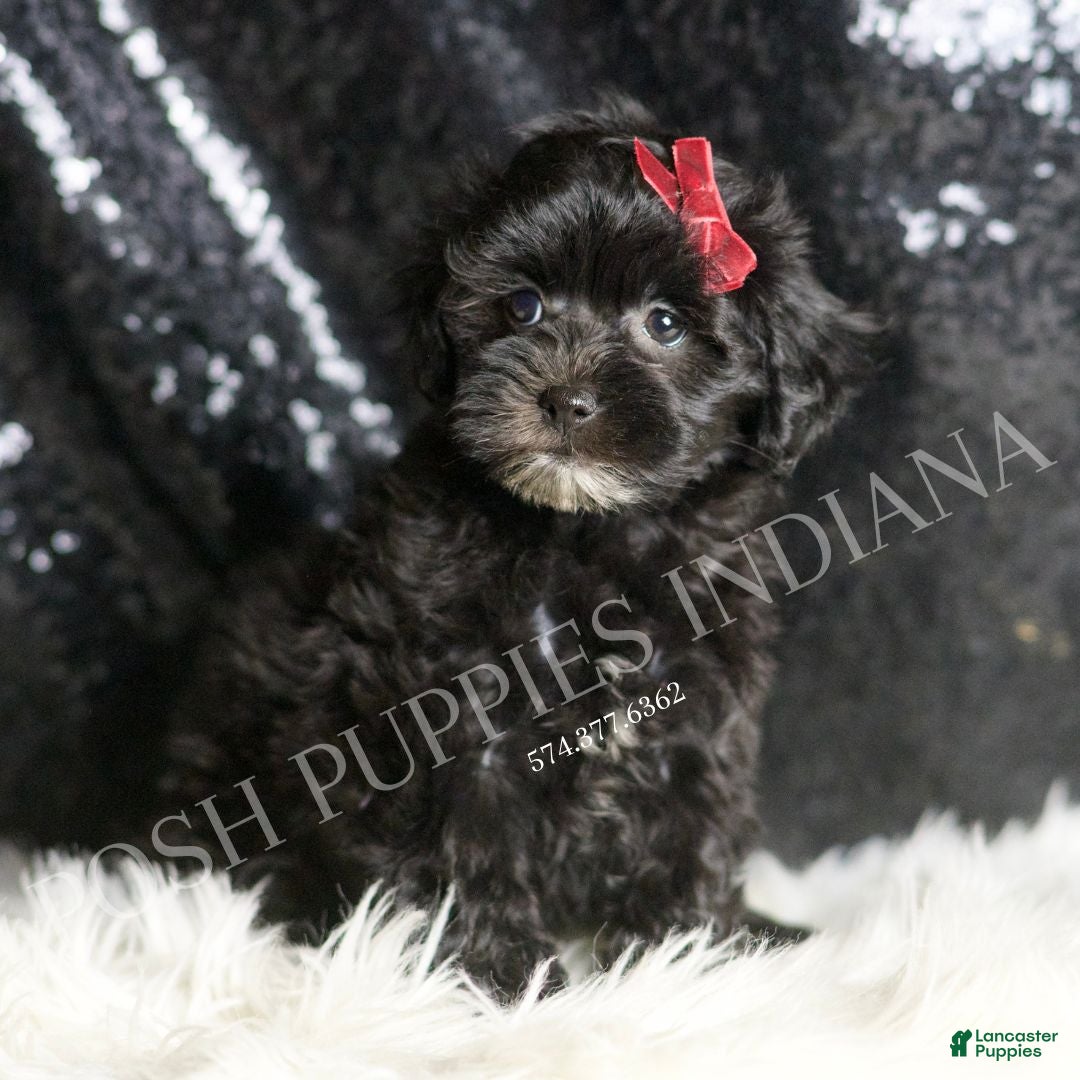 Maltipoo dogs Gladys - Ad 22