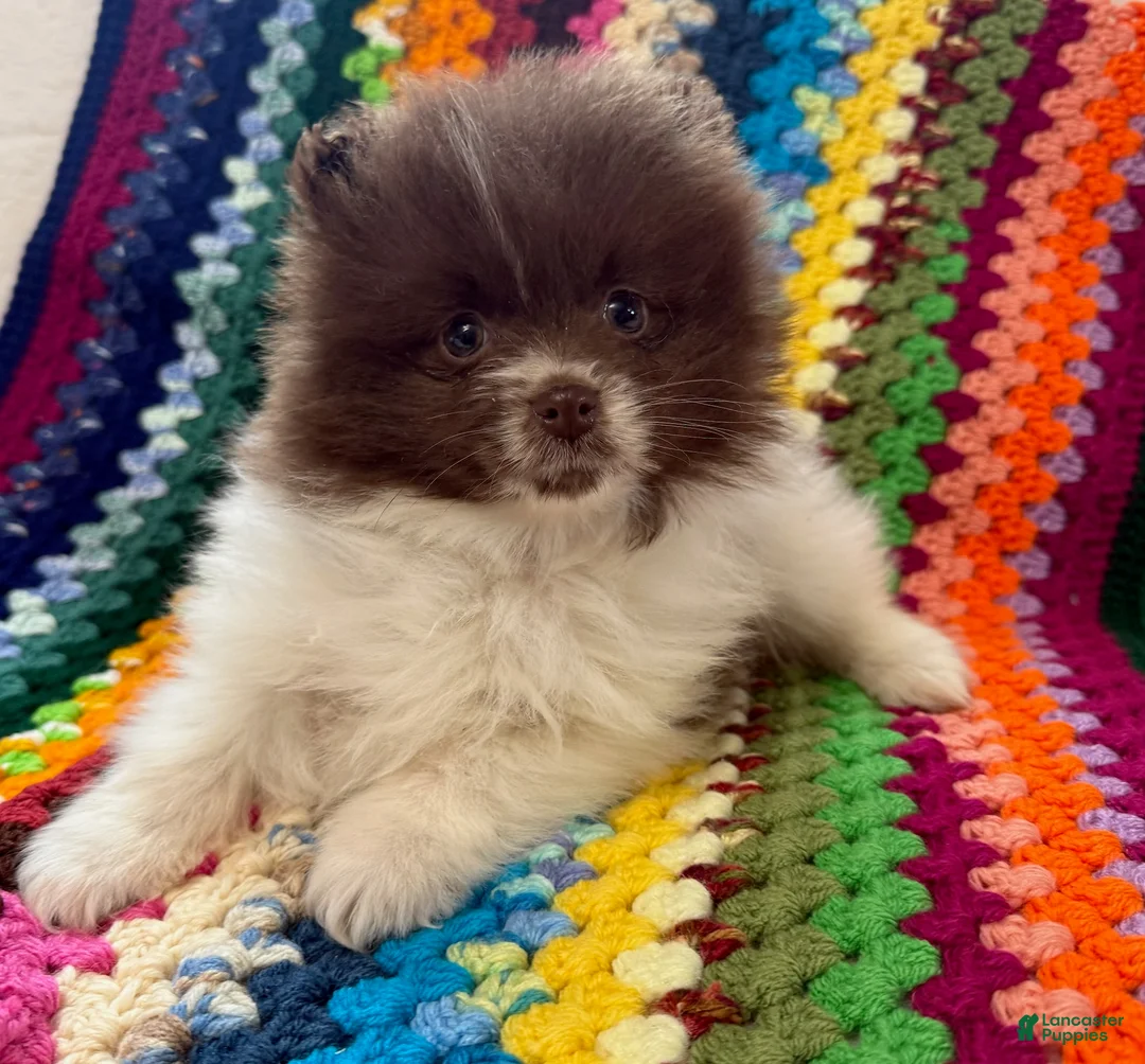 Pomeranian dogs for sale: Bacon - Ad 1