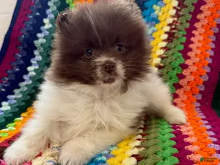 Pomeranian dogs Bacon - Ad 6