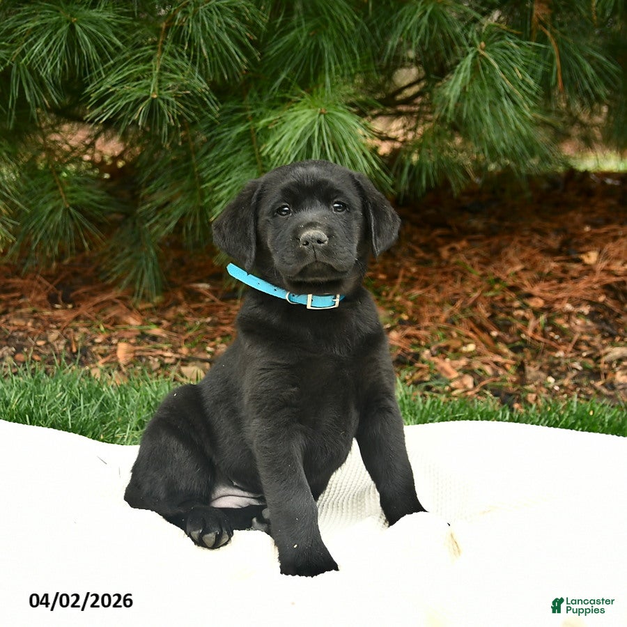 Labrador Retriever dogs for sale: Bree - Ad 4