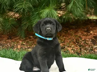 Labrador Retriever dogs for sale: Bree - Ad 4