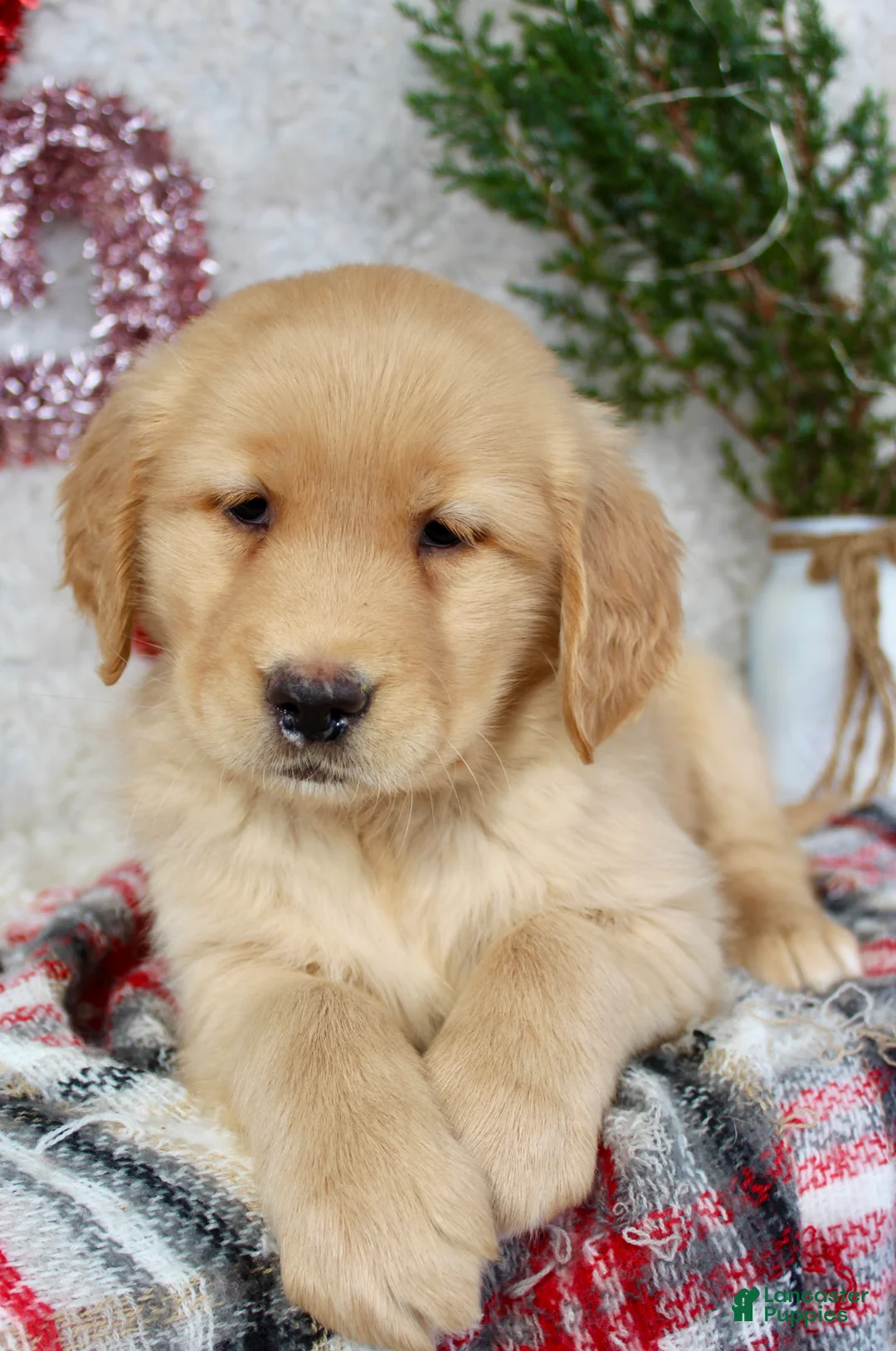 Golden Retriever dogs for sale: Mandy - Ad 3