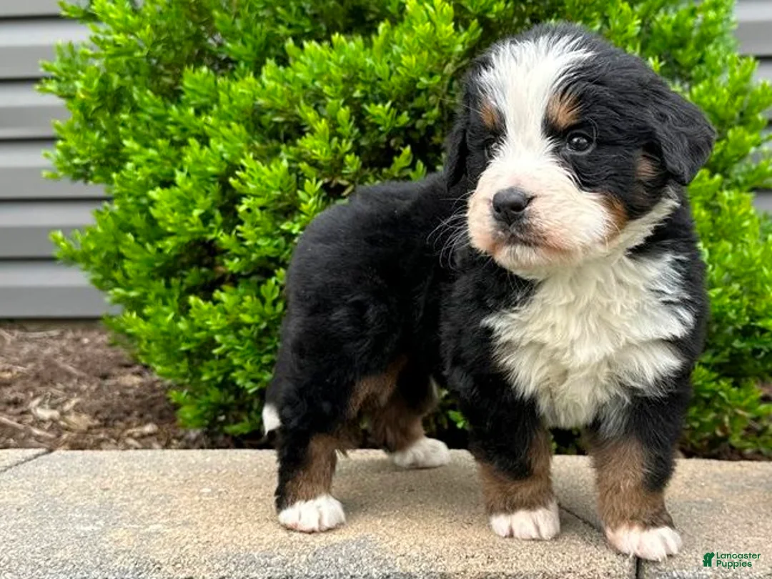 Bernese Mountain Dog dogs for sale: Heidi - Ad 6