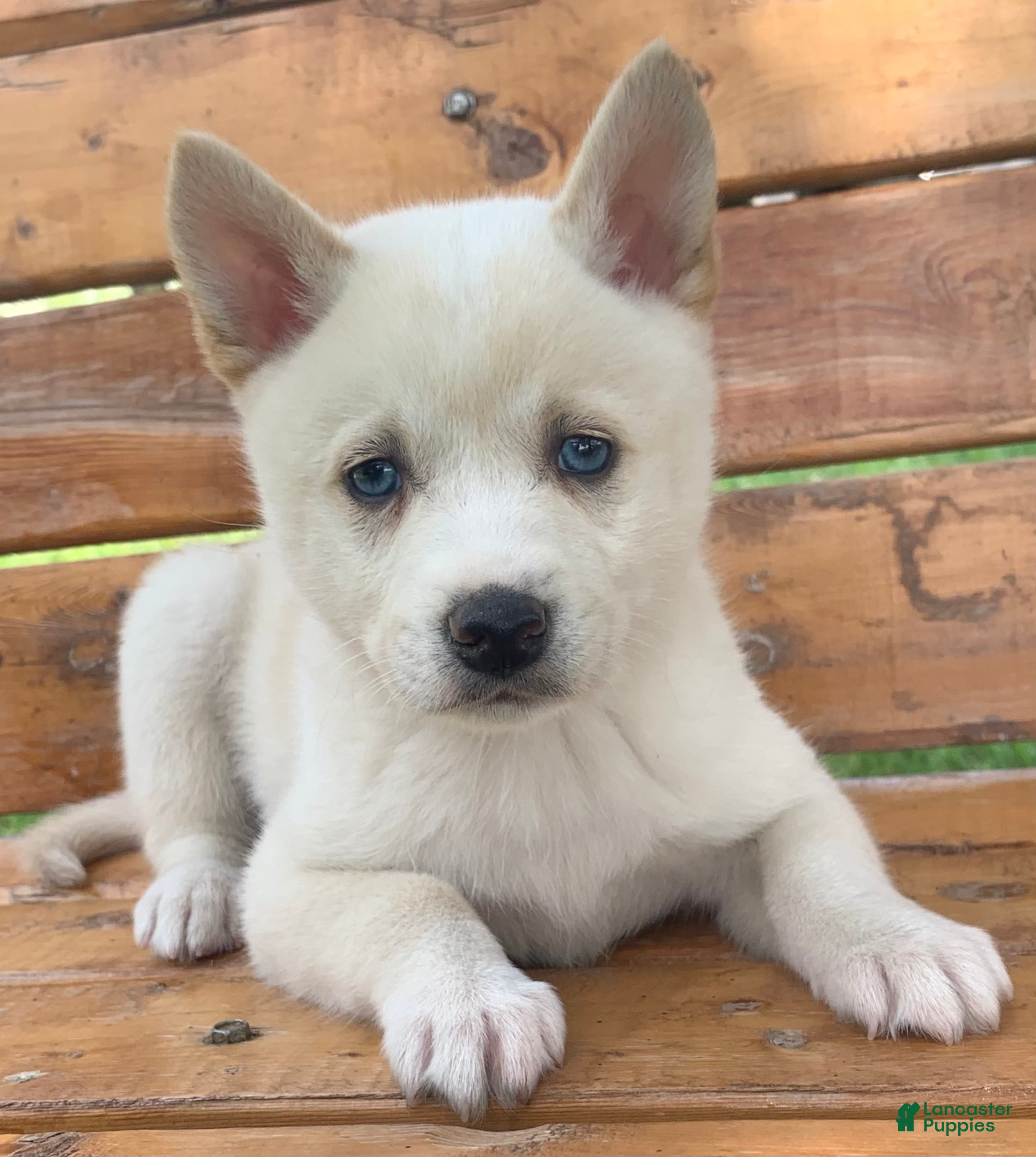 Alaskan Klee Kai dogs Blue Eyes Little Beau~! - Ad 6