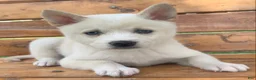 Alaskan Klee Kai dogs for sale: Blue Eyes Little Beau~! - Ad 1