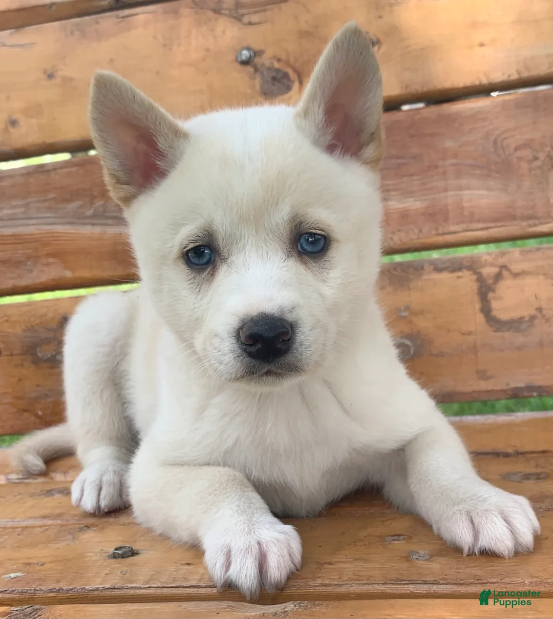 Alaskan Klee Kai dogs for sale: Blue Eyes Little Beau~! - Ad 1