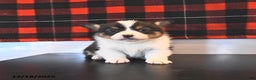 Welsh Corgi Pembroke dogs for sale: Genesis  - Ad 1