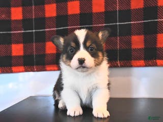 Welsh Corgi Pembroke dogs Genesis - Ad 30