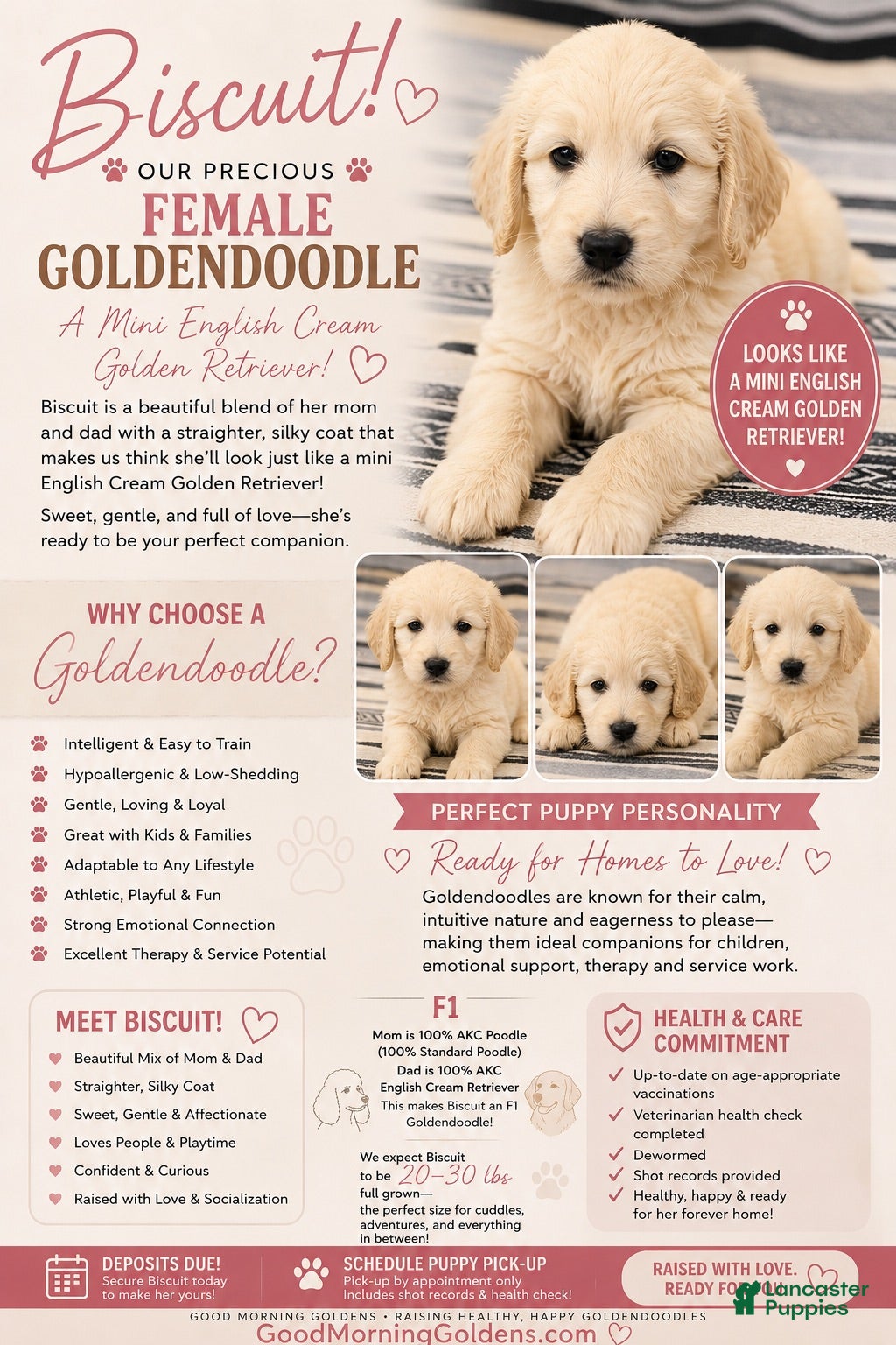 Mini Goldendoodle dogs Mini Goldendoodle PEARL - Ad 10