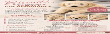 Mini Goldendoodle PEARL