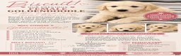 Mini Goldendoodle dogs for sale: Mini Goldendoodle PEARL - Ad 1