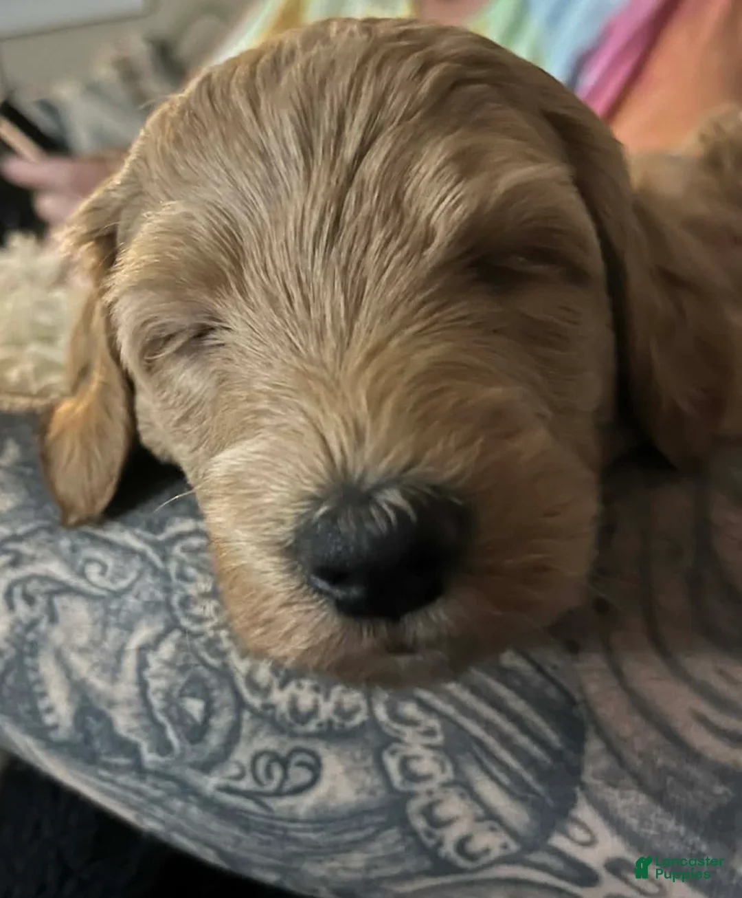 Mixed Breed dogs for sale: Oliver - Ad 9