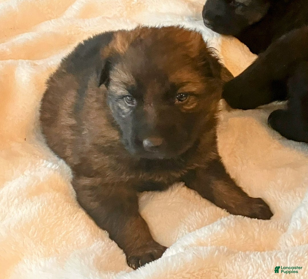 German Shepherd dogs for sale: ♥️KING♥️ - Ad 1