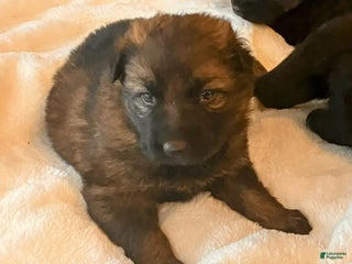 German Shepherd dogs ♥️KING♥️ - Ad 15