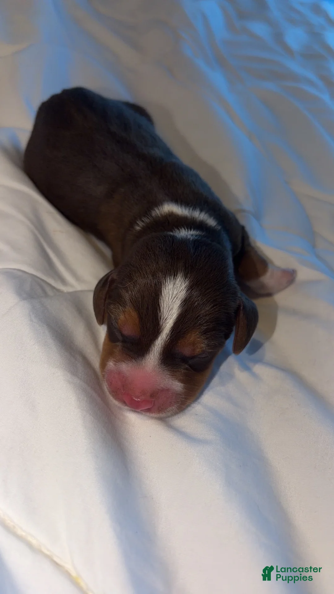 Beagle dogs for sale: Beagle Puppy 1 - Ad 2
