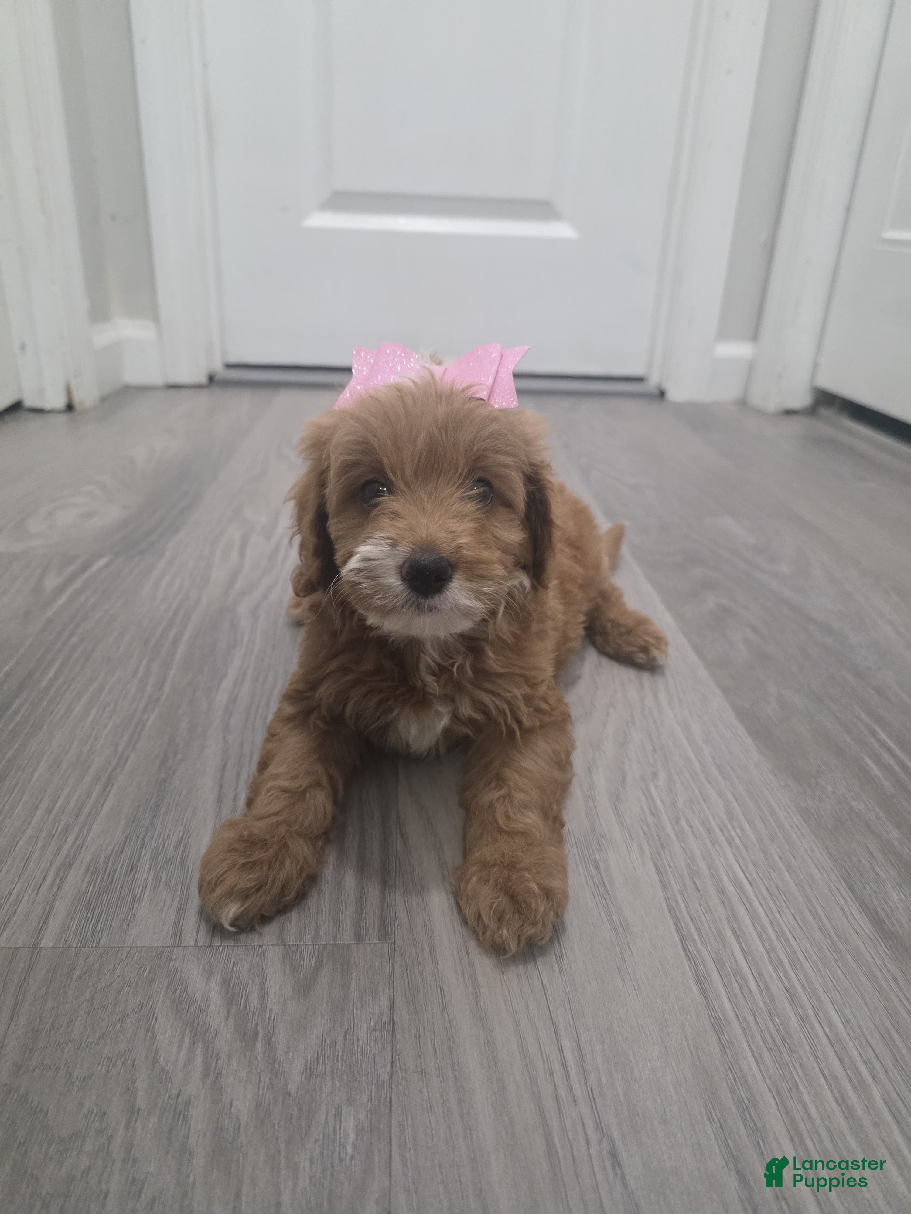Cavapoo dogs Cavapoo  - Ad 29