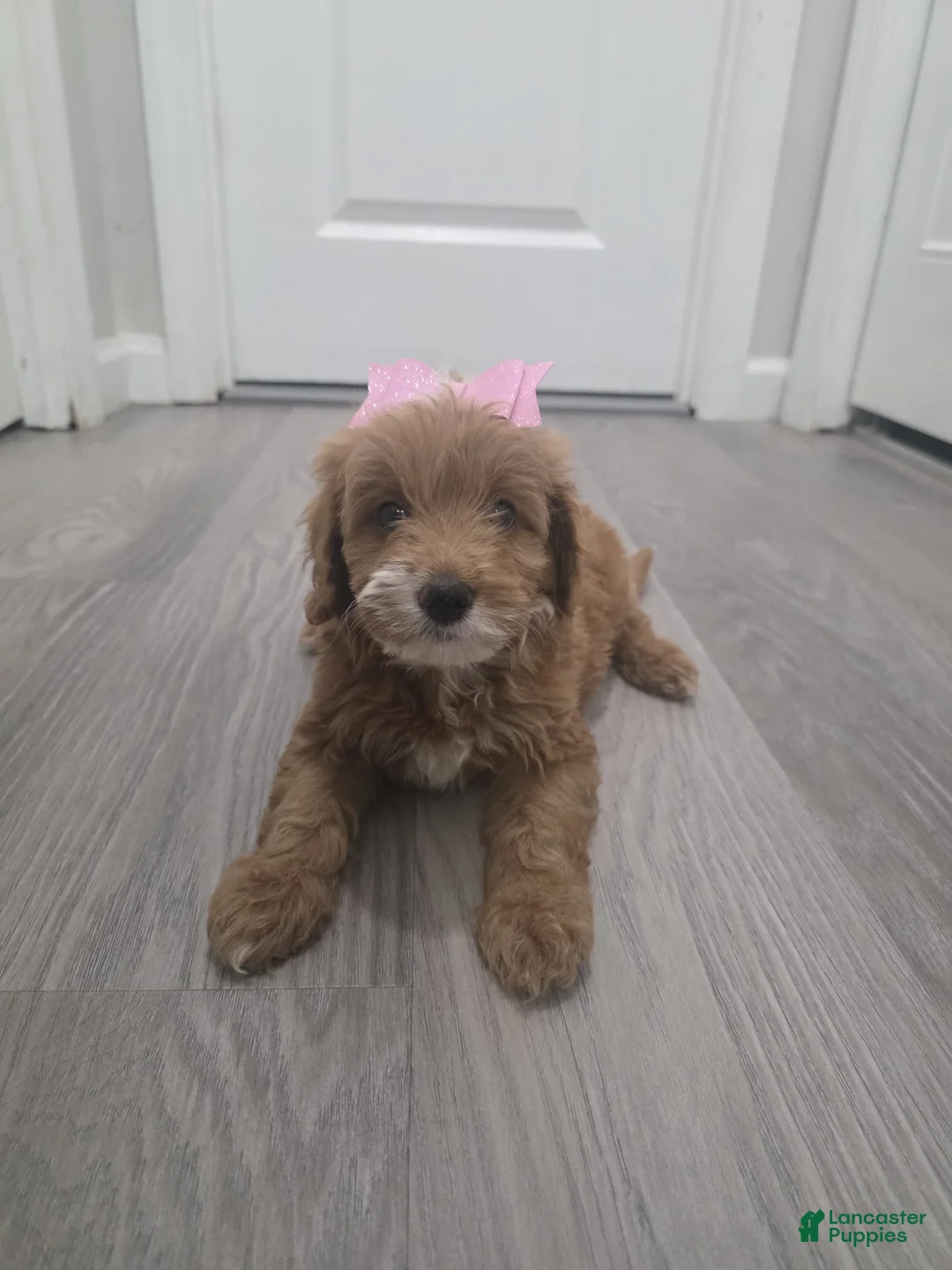 Cavapoo dogs for sale: Cavapoo  - Ad 1